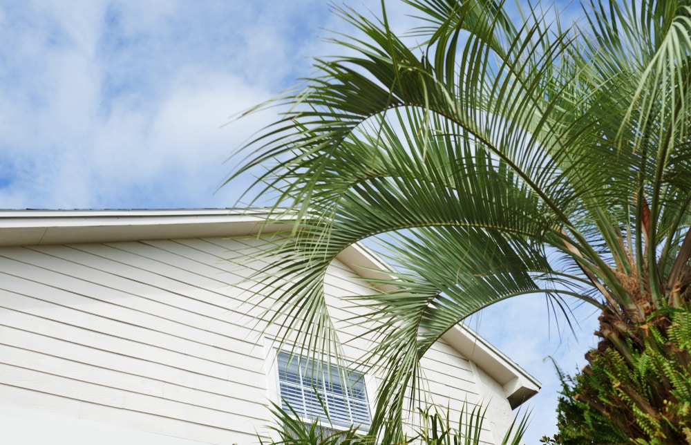 Palm Trees in House Backyard Landscape