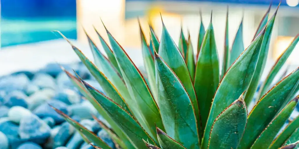 Green Plants Around Pool in Arizona