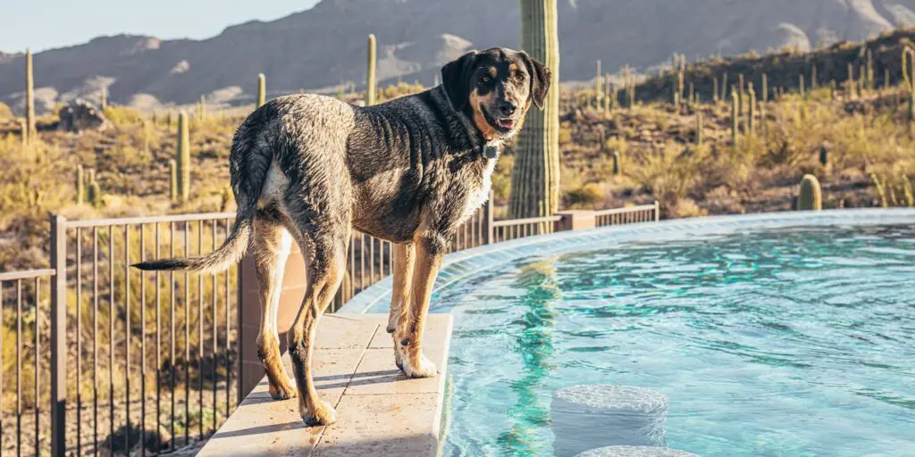 Dog Standing on the Edge of Swimming Pool