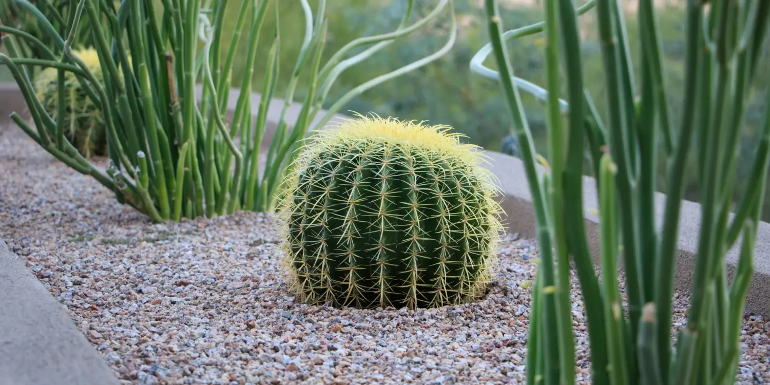 an example of landscaping around a pool in arizona